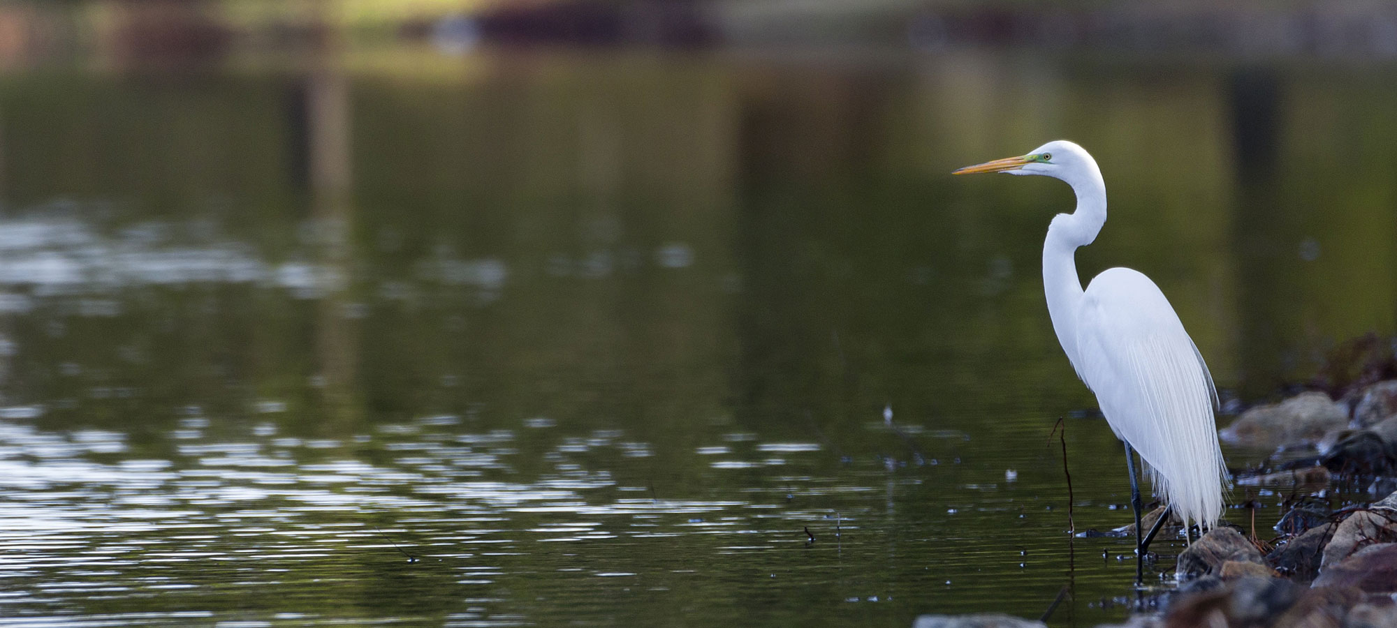 Egret