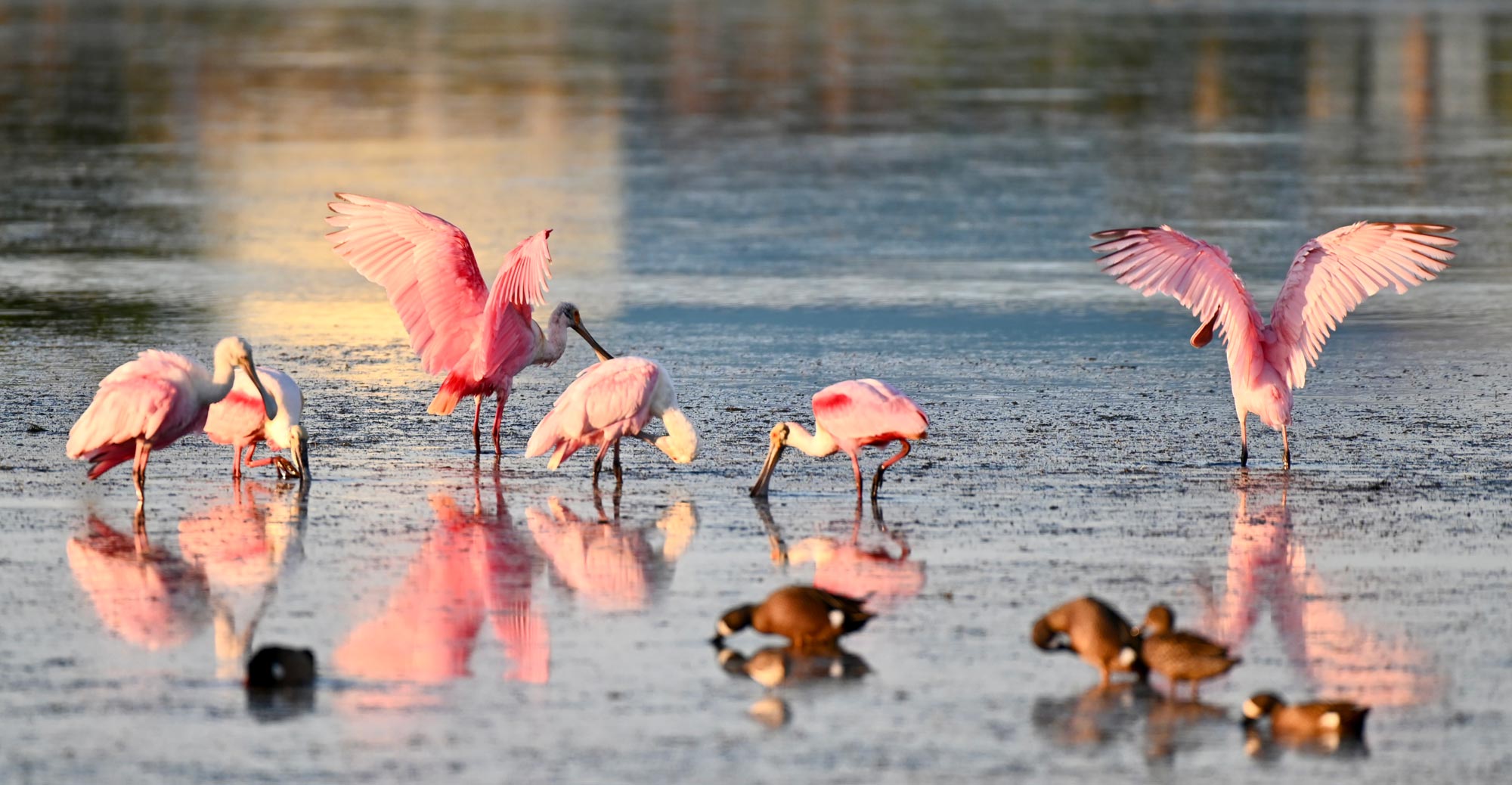 Spoonbills