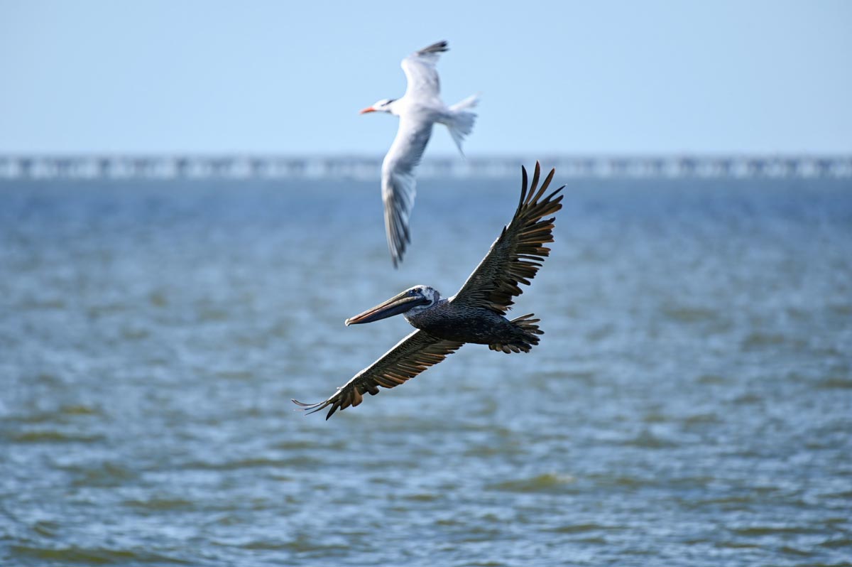 Pelicans