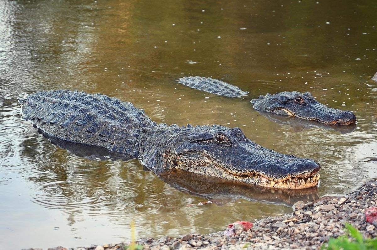 Alligators