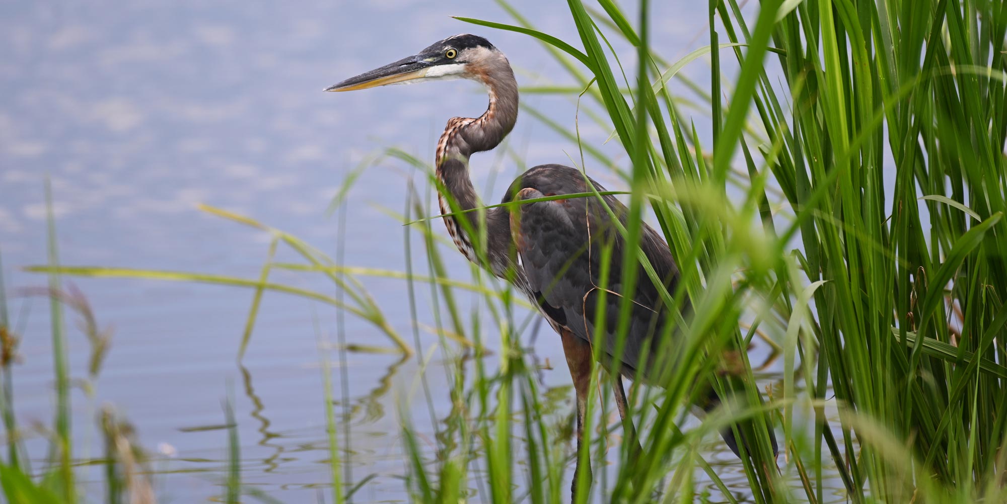 Heron