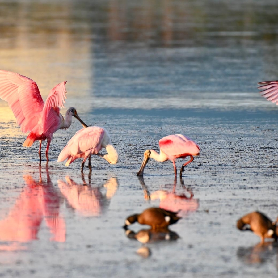 Spoonbills