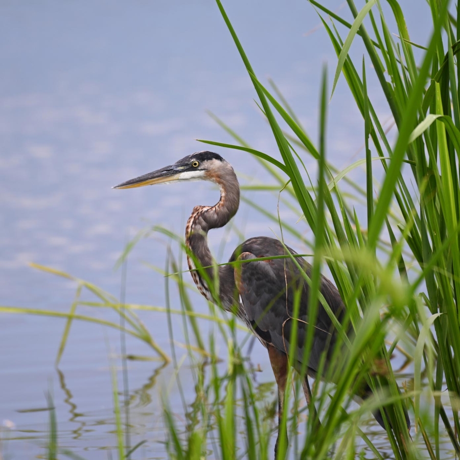 Heron