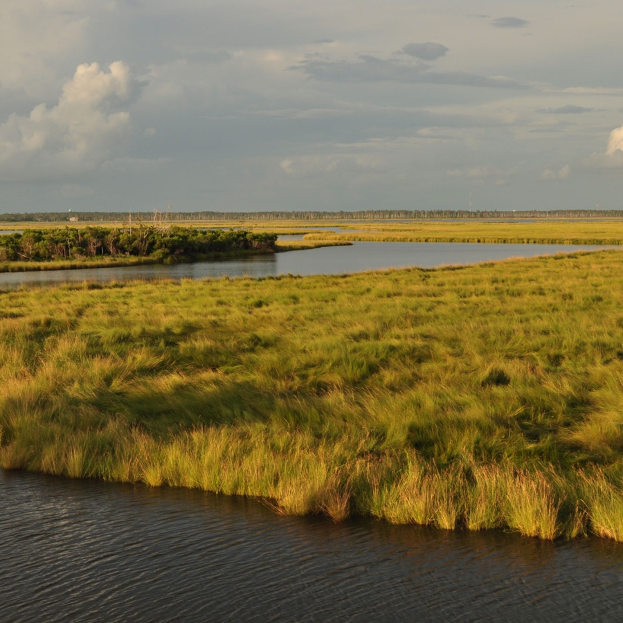 Green marsh and water