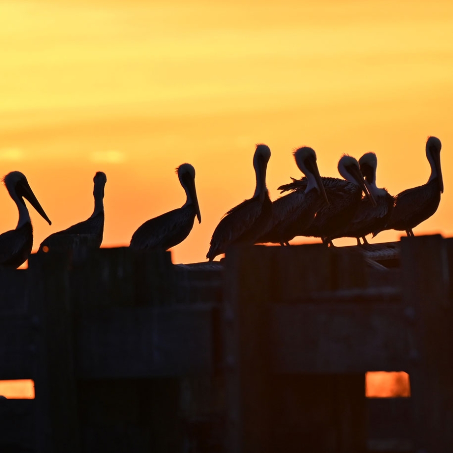 pelicans