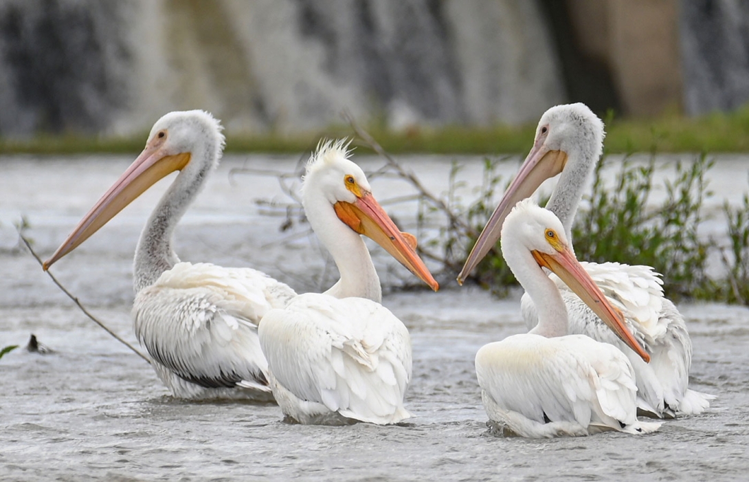 Pelicans